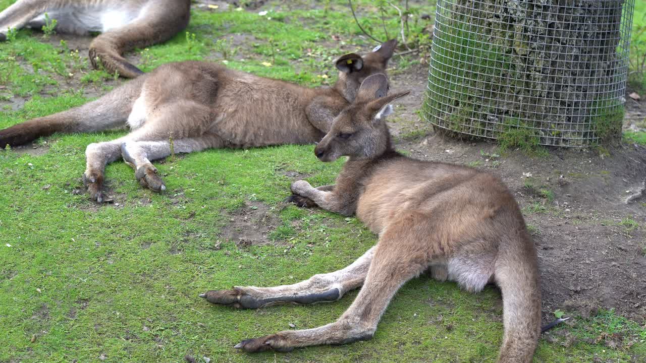 canguros jóvenes relajándose en el suelo dentro del parque