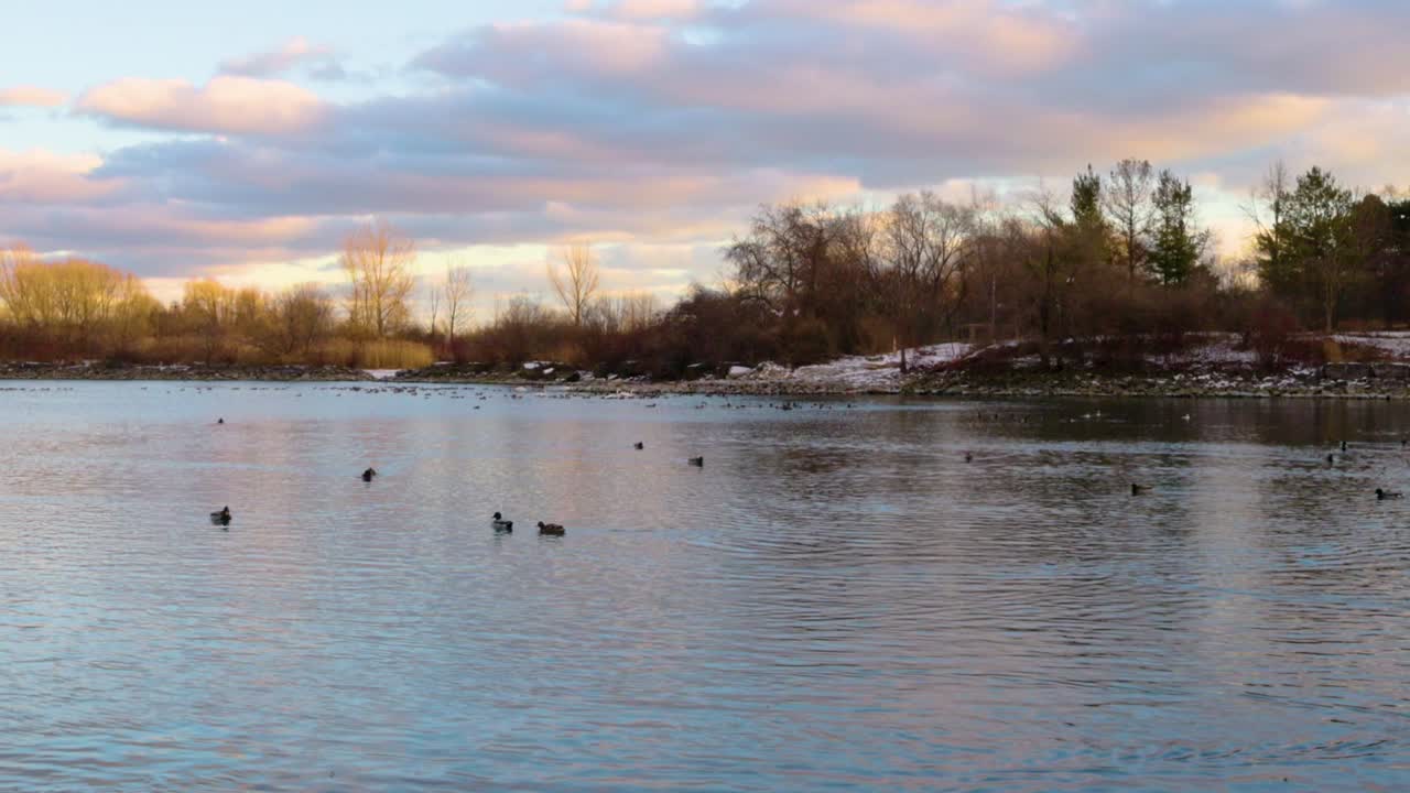 A tranquil sunset at Toronto’s waterfront near Mimico and Lake Shore. High-rise buildings glow in the golden light as ducks swim peacefully in the calm water, creating a serene urban scene.