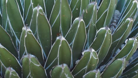 close up green cactus with yellow spines within a desert environment, city park in barcelona, montjuic. african background