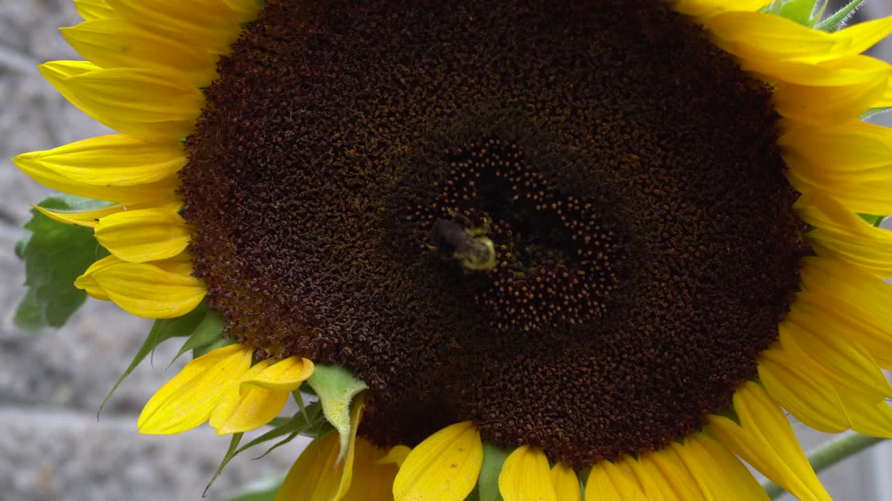 imágenes de primer plano de una abeja trabajando en un girasol