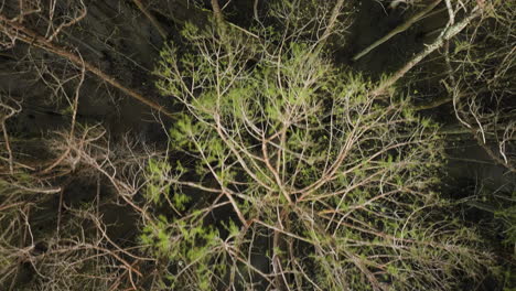 Top-View-Of-Leafless-Forest-Trees-In-William-B