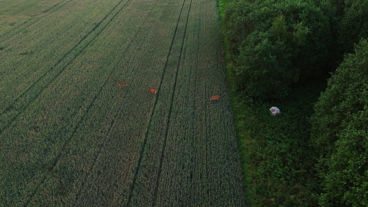 vista aérea inclinándose frente a un ciervo en los campos del campo, en una noche de verano