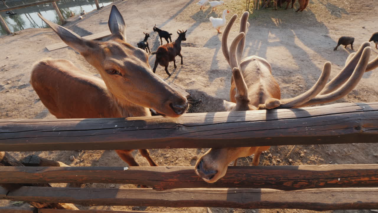 그 남자는 뒤에 귀여운 사슴에게 먹이를 주고 작은 사슴과 다른 동물들을 볼 수 있습니다