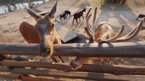 the man feeds a cute deer behind you can see small deer and other animals