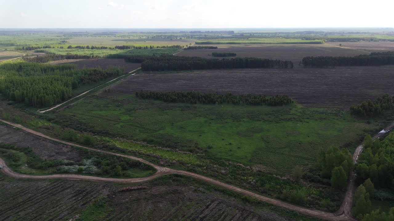 Expansive agricultural pine plantation fields in aerial view with visible roads dividing forested and cleared areas.
