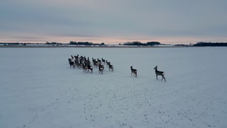 A-herd-of-deer-are-walking-across-a-snowy-field