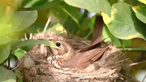 Echte-Drossel-Im-Nest-Mit-Eiern-Füttern-Babys