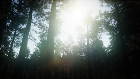 Secuoyas-Gigantes-En-Verano-En-El-Parque-Nacional-De-Secuoyas,-California