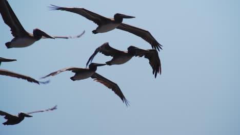 slow motion shot of pelicans flying in a blue sky