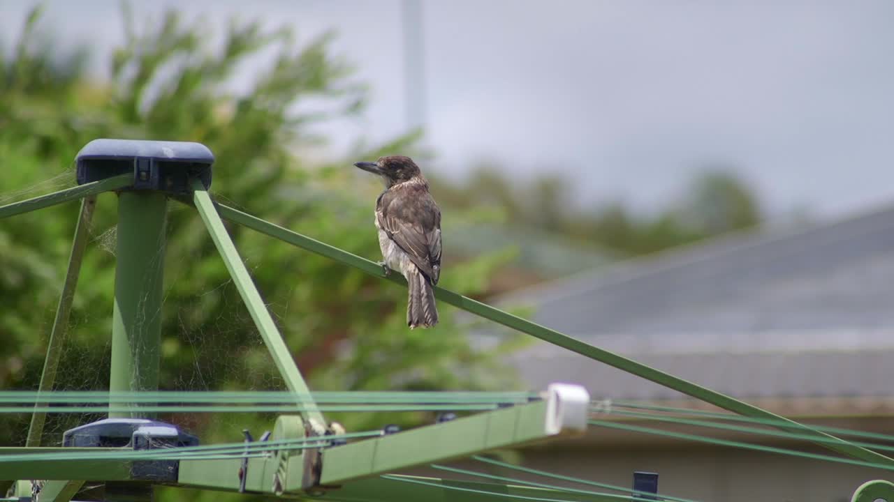 el juvenil del pájaro carnicero se alza en la línea de lavado de ropa. viento durante el día, australia. maffra, gippsland, victoria, cámara lenta.
