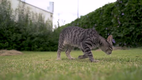 gato gris mirando a la cámara