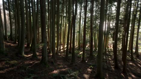 Eine-Drohne-Fliegt-Langsam-Nach-Links,-Während-Lichtstrahlen-Durch-Einen-Wald-Aus-Alten-Nadelbäumen-Brechen-Und-Den-Waldboden-Erhellen