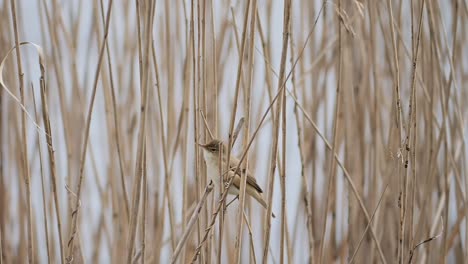 The-Common-reed-warbler-is-a-passerine-bird-very-similar-to-the-Marsh-warbler