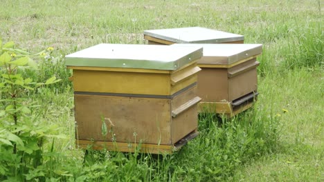 remolachas en tu casa de abejas