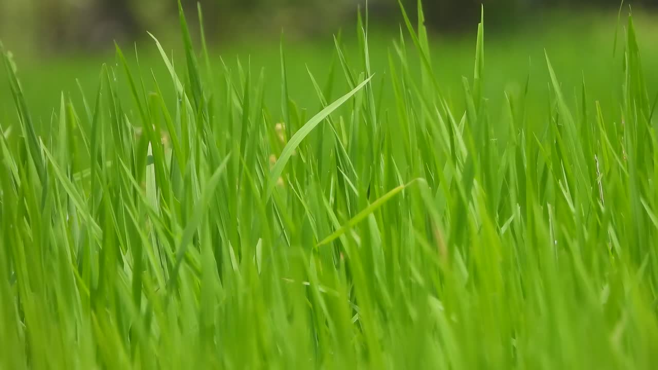 hierba de arroz - hierba verde - alimento