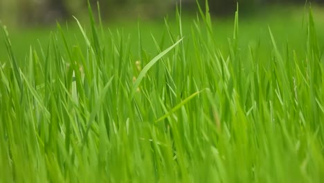 rice grass - green grass - food