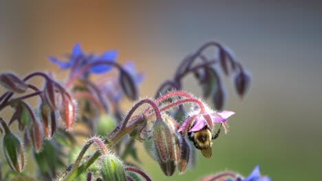 bee on borage flower - close up