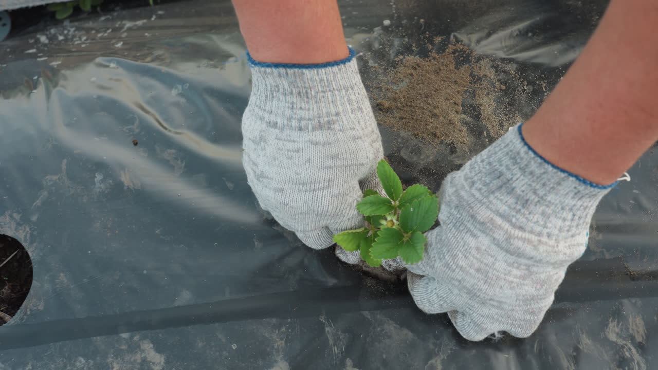 sunlit top down view of gardener in gloves planting strawberry seedling into black mulch bed by pressing soil around young roots, careful firming soil to ensure proper contact and growth