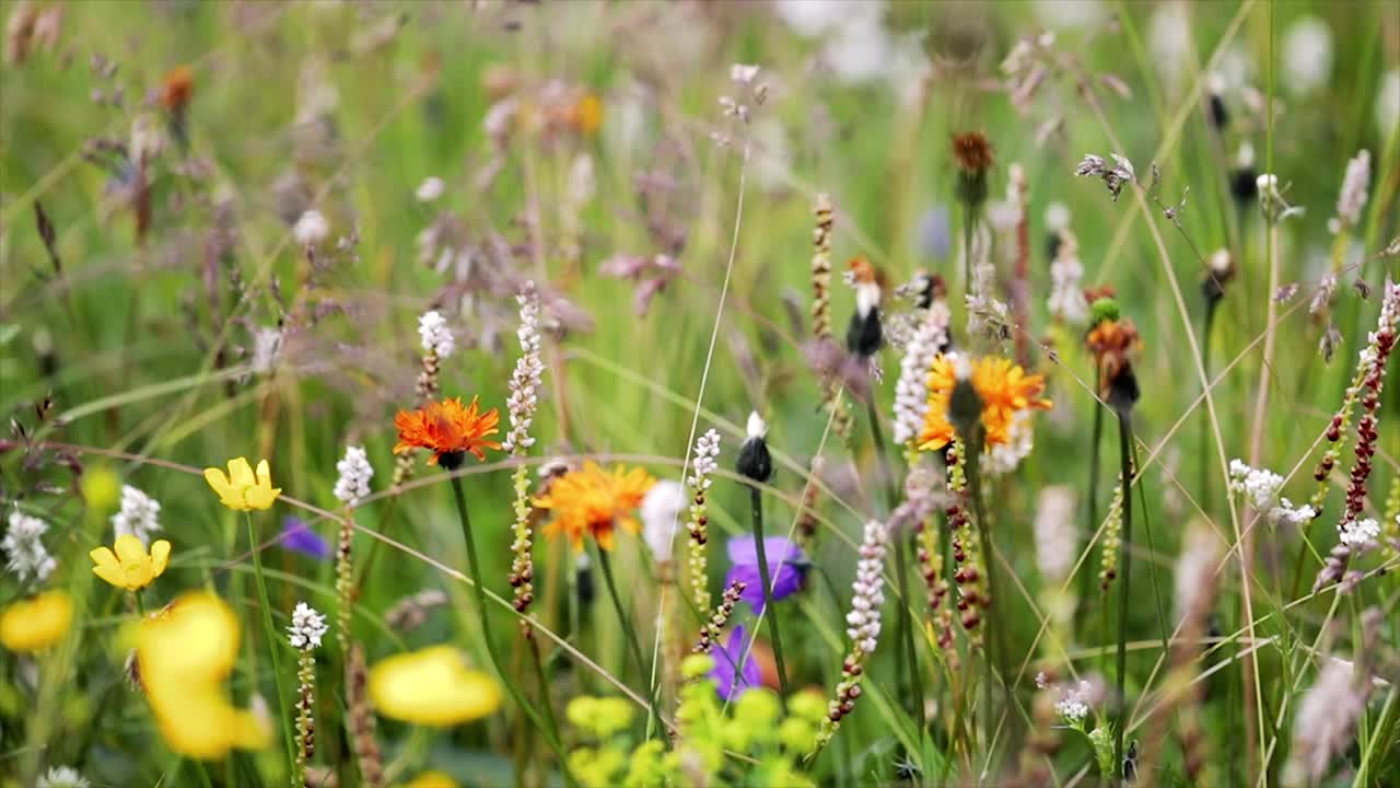 sfondo astratto di fiori alpini.