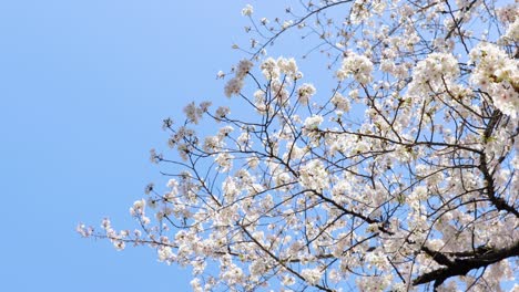 Mejor-Flor-De-Cerezo-En-Tokio