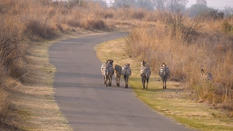 a-small-group-of-zebras-walk-quietly-on-an-asphalt-road-of-a-wildlife-park-in-south-africa