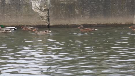 Enten-Schwimmen-Auf-Dem-Wasser-Aus-Nächster-Nähe