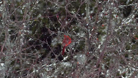 Bright-red-cardinal-in-tree.-Slow-motion