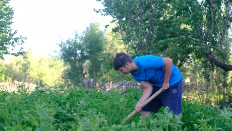 farmer digging the green garden