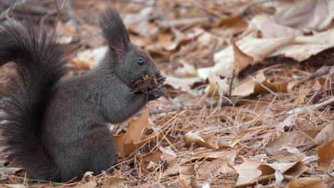 Eurasisches-Rotes-Eichhörnchen-Hat-Eine-Alte-Nuss-Gefunden,-Beißt-Schmutzigen-Boden-Ab,-Um-Ihn-Zu-Reinigen,-Und-Springt-Weg