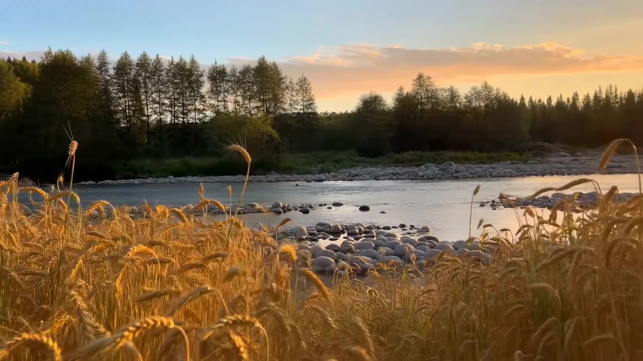 Flod i den gyldne time med bølgende hvede, roligt vand der spejler ravfarvet solnedgang, stenet lavvandet kanal og spredte