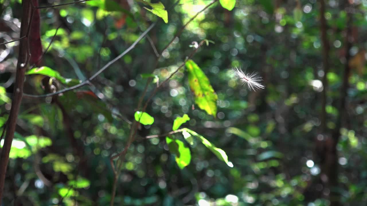 plano exterior medio de diente de león flotando