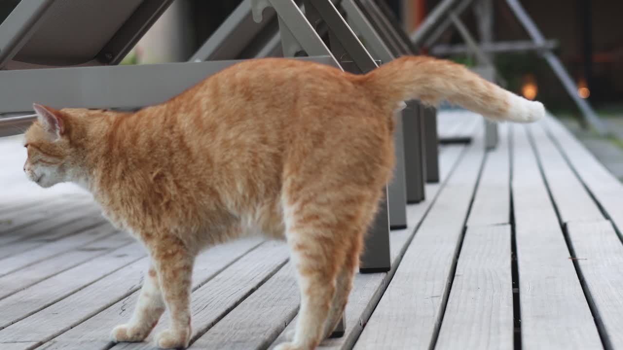 Orange tabby cat walking on outdoor decking