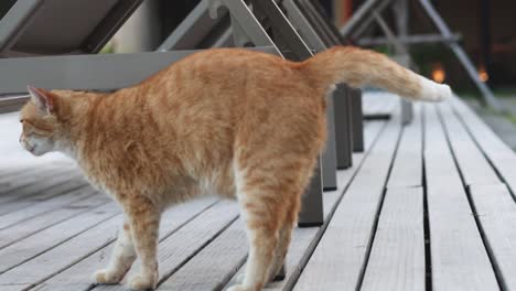 orange tabby cat walking on outdoor decking