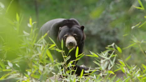 sun-bear-deep-in-the-jungle-turns-and-walks-away