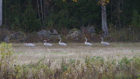 line of baby swans walking on wild field near forest, distance view