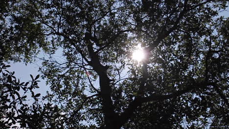 Sun-Peeps-Through-Trees-Along-Atlantic-Ocean