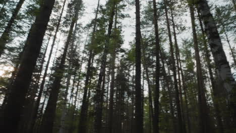 el sol brilla entre los troncos oscuros de los árboles altos en el bosque