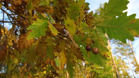 Close-up of oak leaves and acorns on a bright autumn day