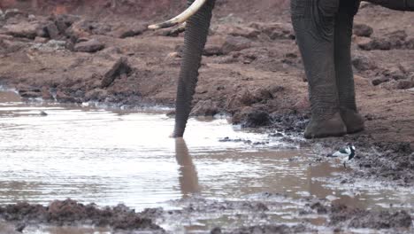 African-Bush-Elephant-Drink-Water-With-Its-Trunk-In-Wildlife-Park