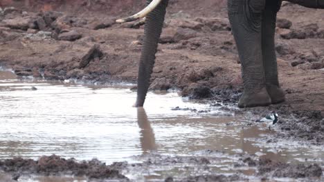 el elefante africano bush bebe agua con su trompa en el parque de vida silvestre
