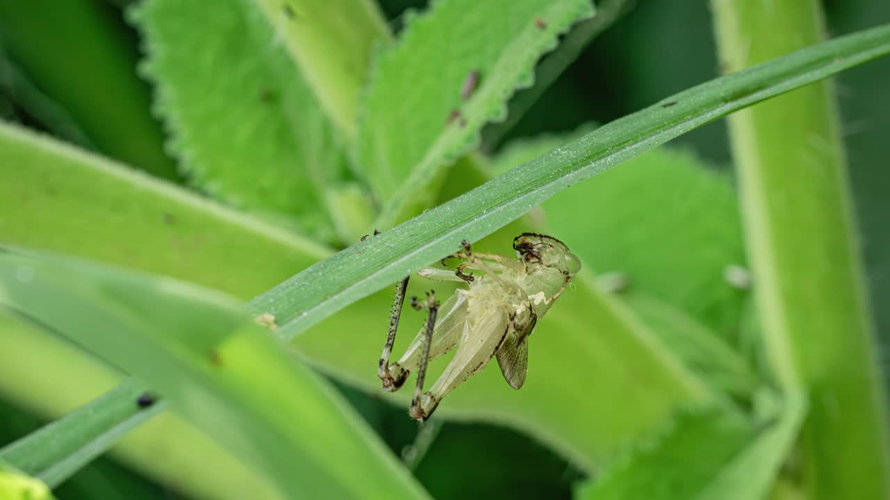 Close-up of a grasshopper on green leaves during a sunny day