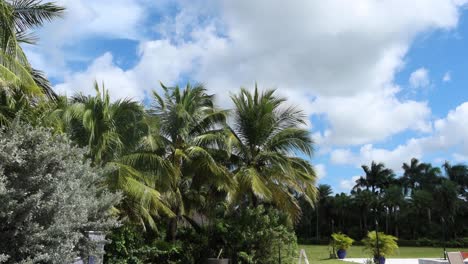 tropical vegetation in south florida on a sunny day