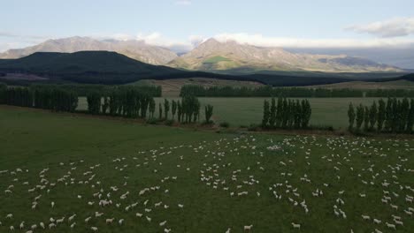 drone view of sheep grazing on green pasture in front of stunning alpine scenery