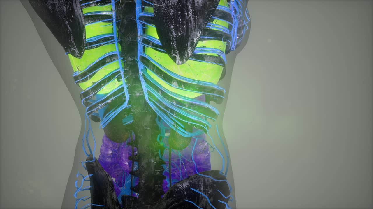 exploración de tomografía anatómica del cuerpo humano