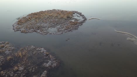 ducks in a frozen marsh