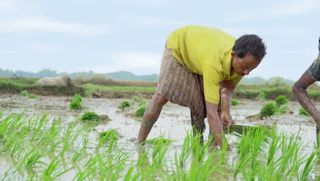 plantation, rice sprouts, saplings