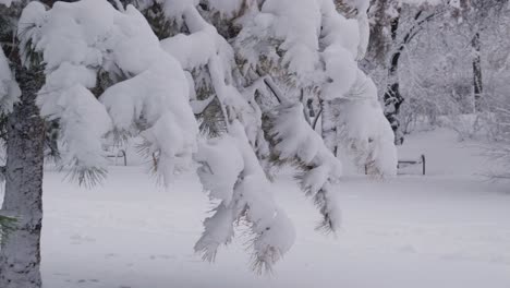 Ramas-De-Pino-Cubiertas-De-Nieve-Fresca