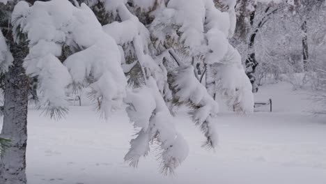 ramas de pinos cubiertas de nieve fresca