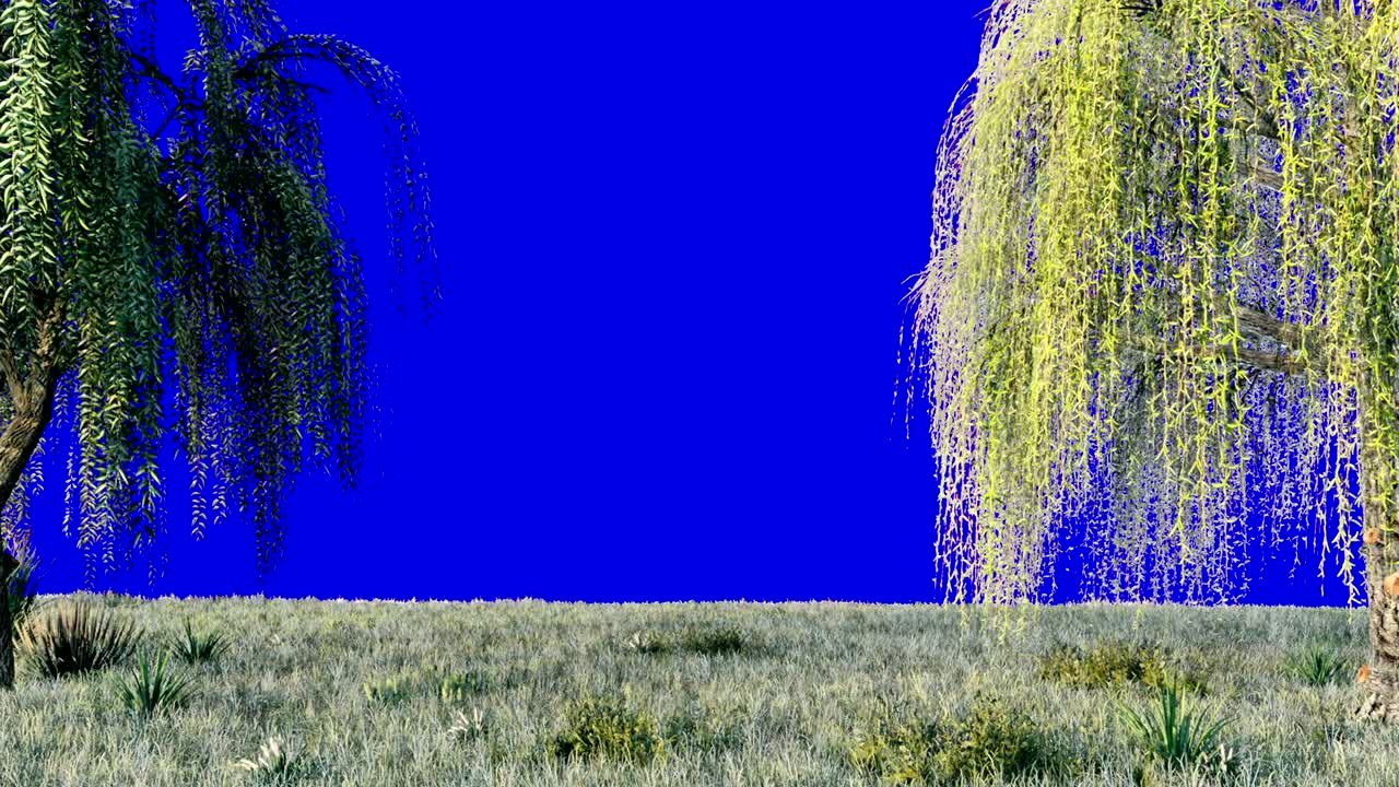 ветви с зелеными листьями плачущей ивы и листья, летящие на ветру перед голубым экраном. цикл реалистичной 3d-анимации.