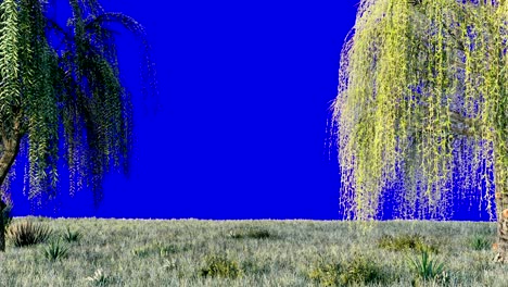 branches with green leaves of weeping willow and leaves fluttering in the wind in front of a blue screen. looped realistic 3d animation.